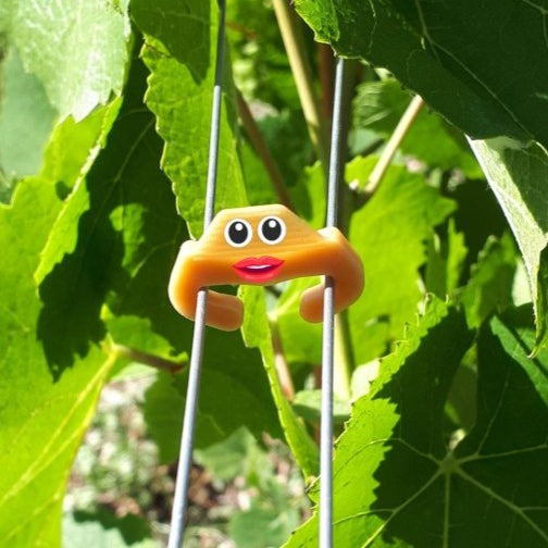 BIOC L'agrafe à vigne Biosourcée et Biodégradable, 100% d'origine végétale, Maïs et Blé. Résistance neuve : 15 kg.