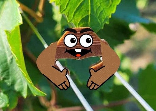 SYLBIOC L'agrafe Biosourcée et Biodégradable, 100% d'origine végétale, Maïs et Bois du Jura. Résistance neuve : 20 kg.