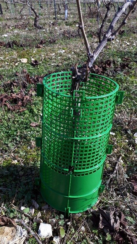 Protection de plant